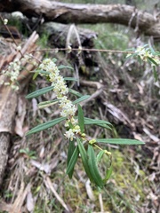 Pimelea axiflora axiflora