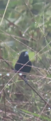 Black Mannikin (Lonchura stygia), photo 3