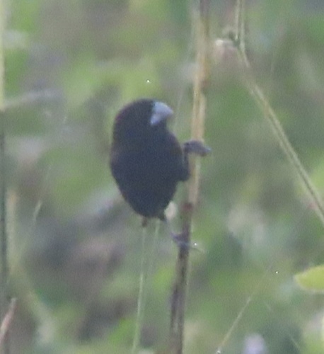 Black Mannikin (Lonchura stygia), photo 2