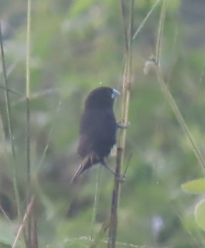 Black Mannikin (Lonchura stygia), photo 4