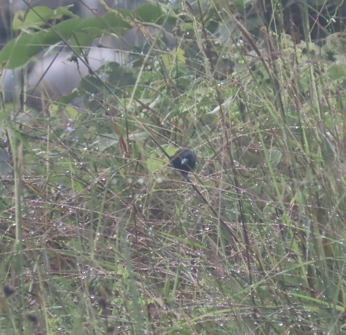 Black Mannikin (Lonchura stygia), photo 5