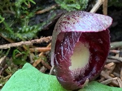Corybas incurvus