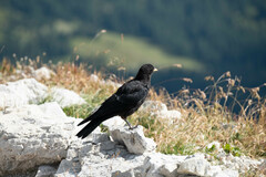 Pyrrhocorax graculus