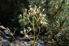 Valeriana officinalis