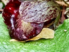 Corybas incurvus