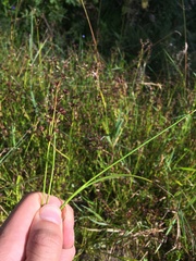Juncus articulatus