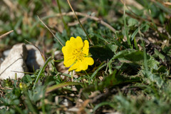 Potentilla reptans