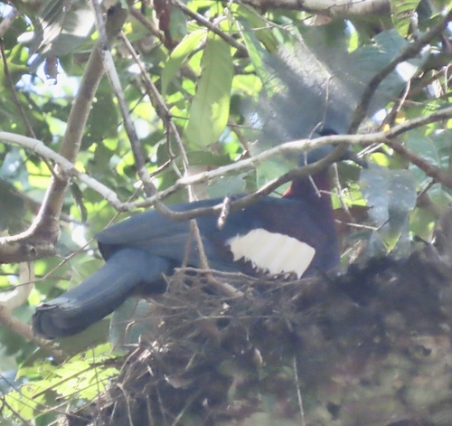 Sclater's Crowned Pigeon (Goura sclaterii), photo 5