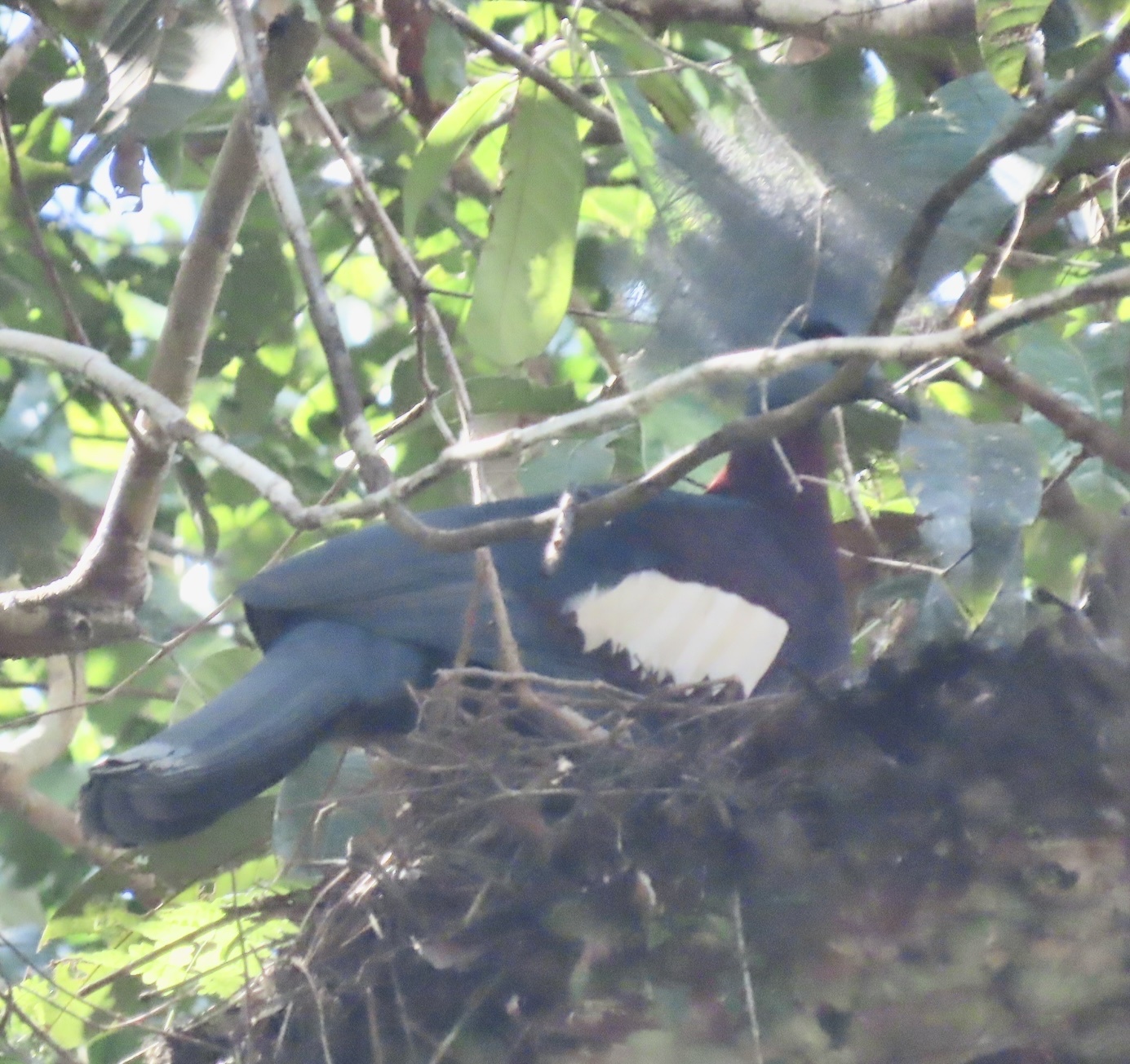 Sclater's Crowned Pigeon (Goura sclaterii), photo 3