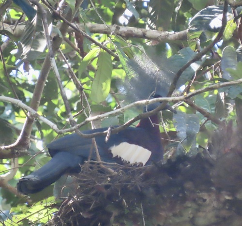 Sclater's Crowned Pigeon (Goura sclaterii), photo 6