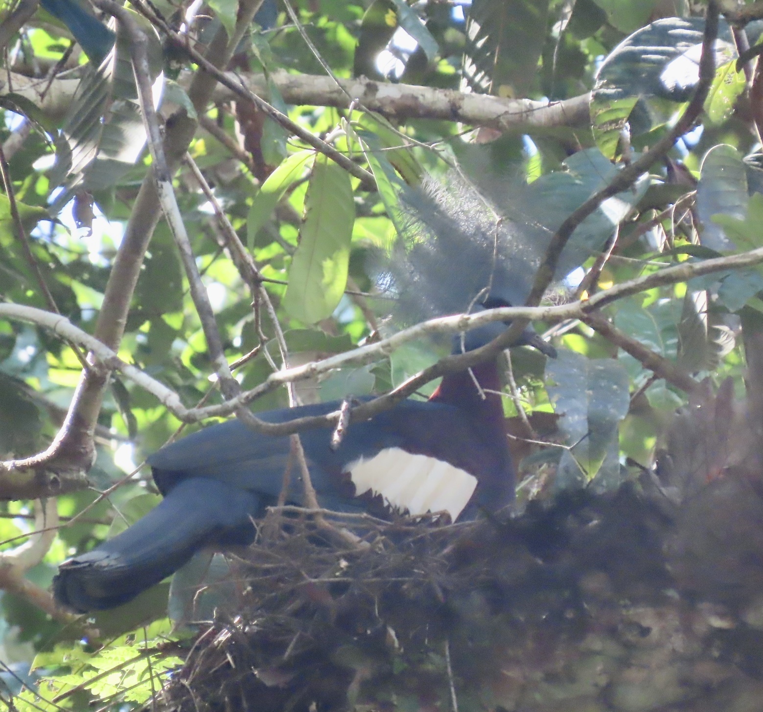 Sclater's Crowned Pigeon (Goura sclaterii), photo 4
