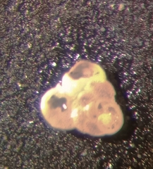 Cibicidoides variabilis