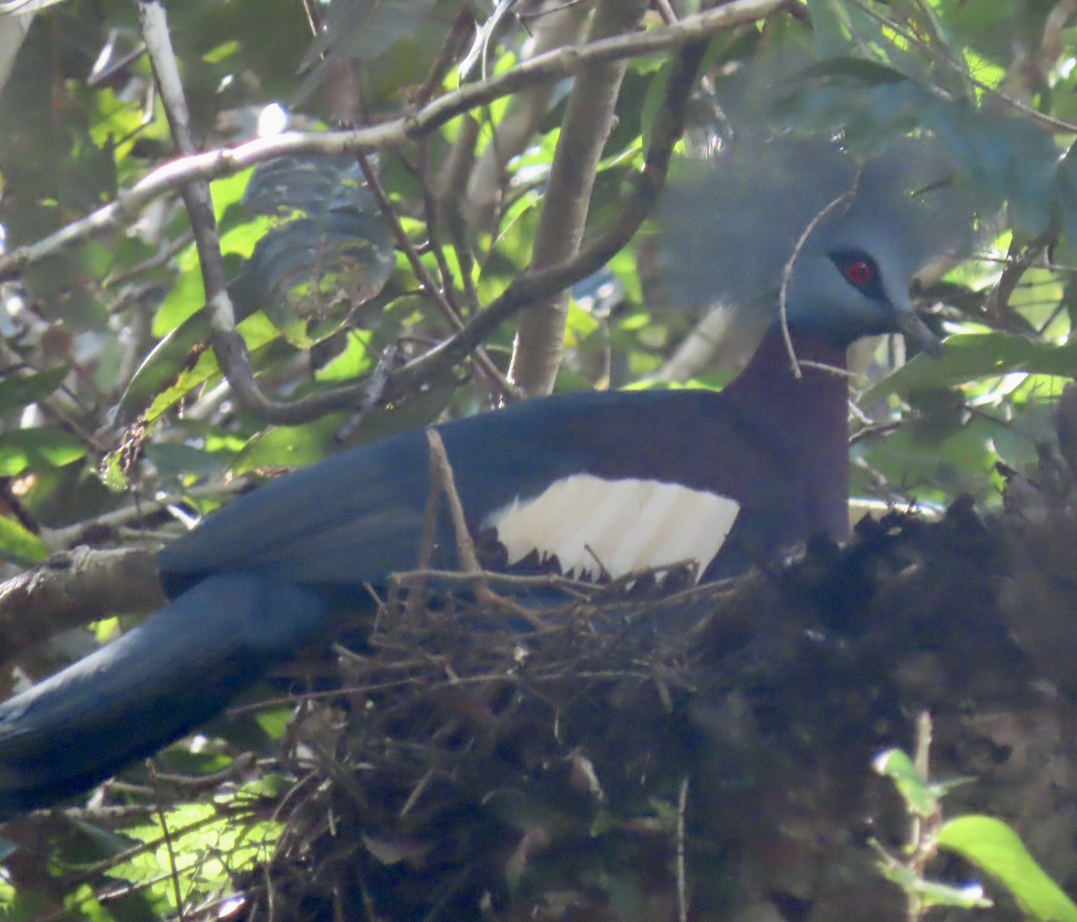 Sclater's Crowned Pigeon (Goura sclaterii), photo 5