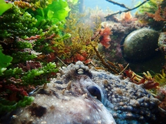 Macroctopus maorum