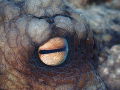 Macroctopus maorum
