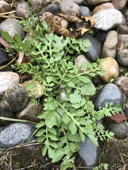 Rorippa sylvestris