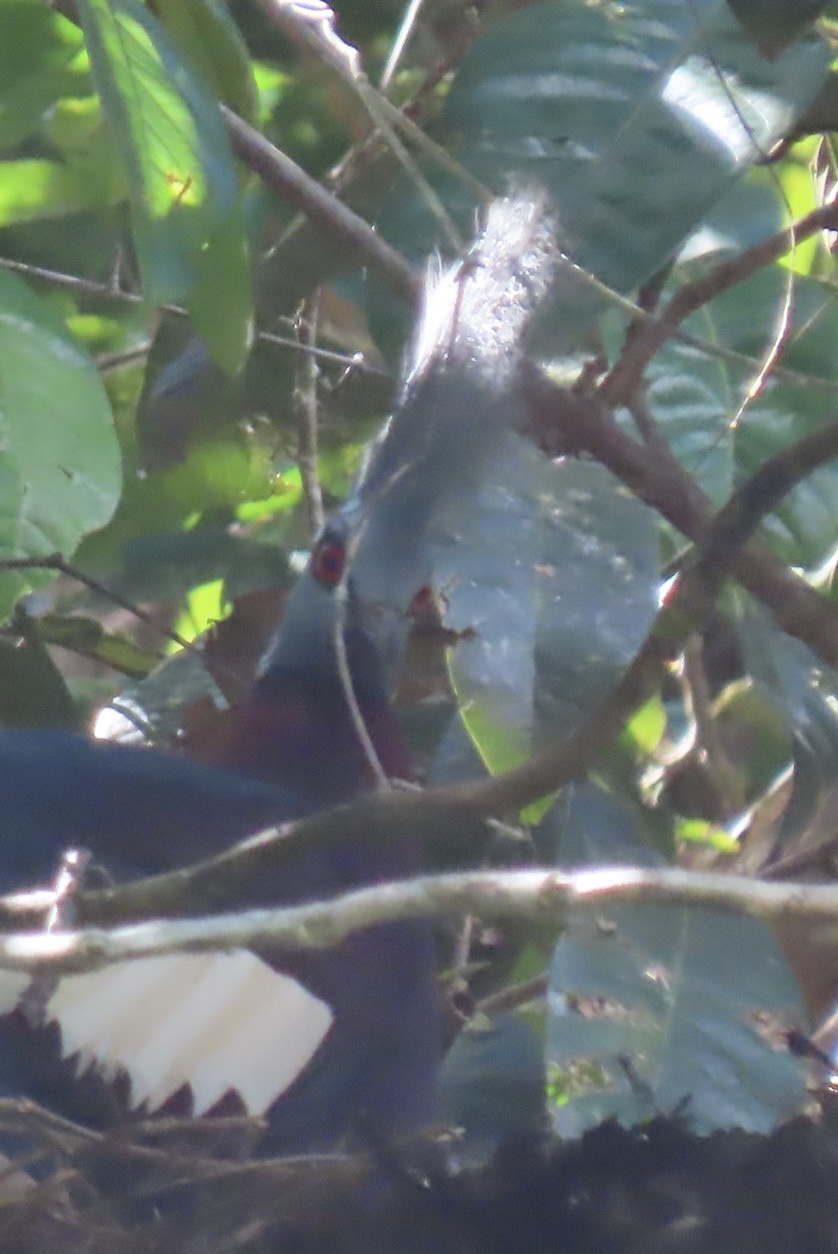Sclater's Crowned Pigeon (Goura sclaterii), photo 6