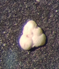 Cibicidoides variabilis