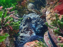 Macroctopus maorum