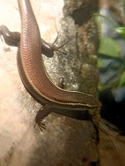 Eutropis carinata
