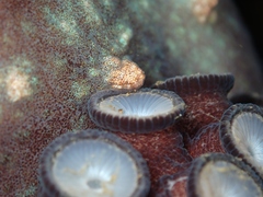 Macroctopus maorum