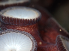 Macroctopus maorum