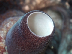 Macroctopus maorum