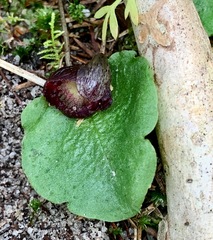 Corybas incurvus