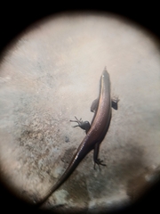 Eutropis carinata