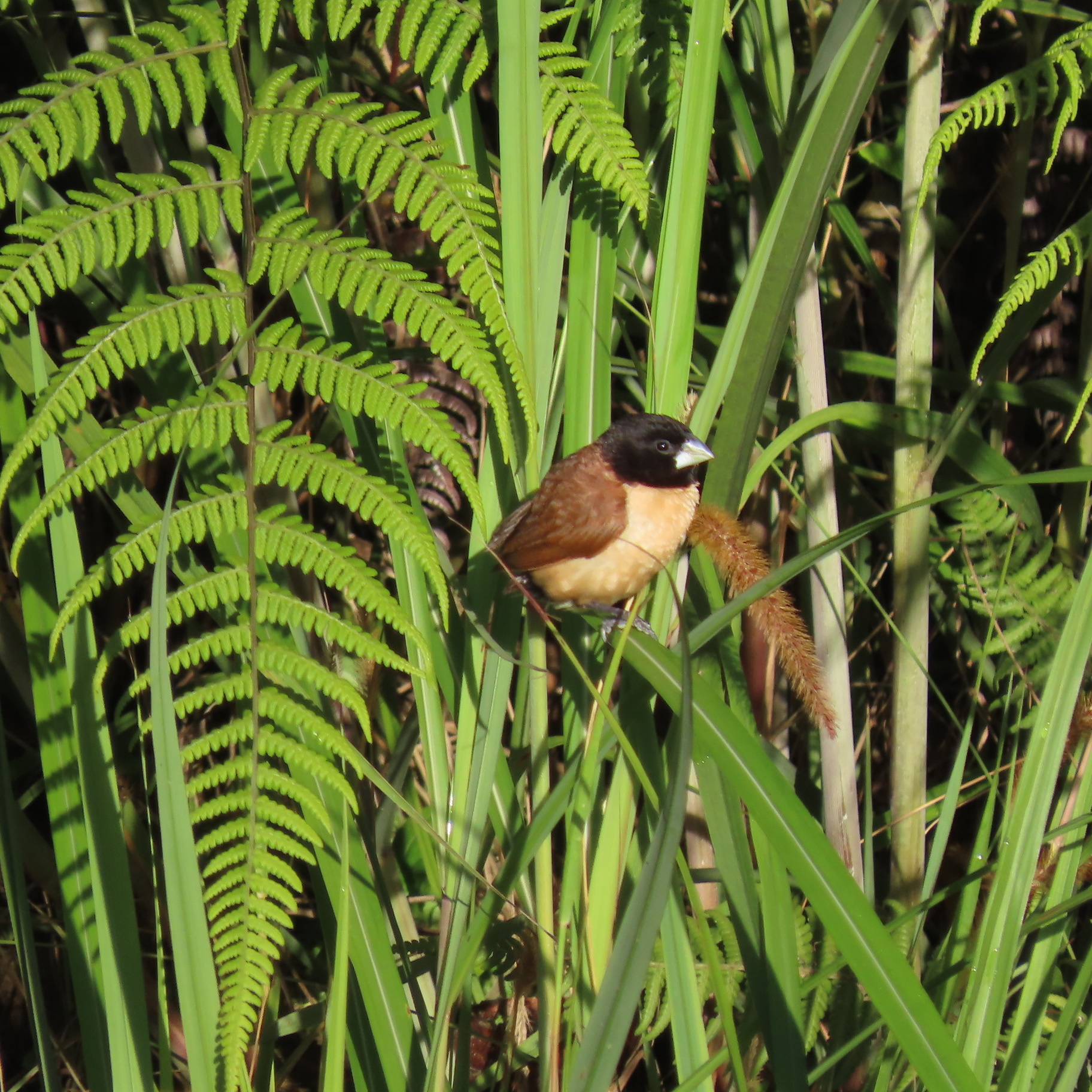 Hooded Mannikin (Lonchura spectabilis), photo 3
