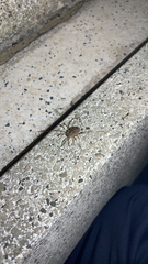 Odiellus spinosus