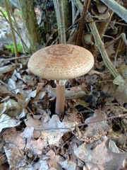 Amanita rubescens