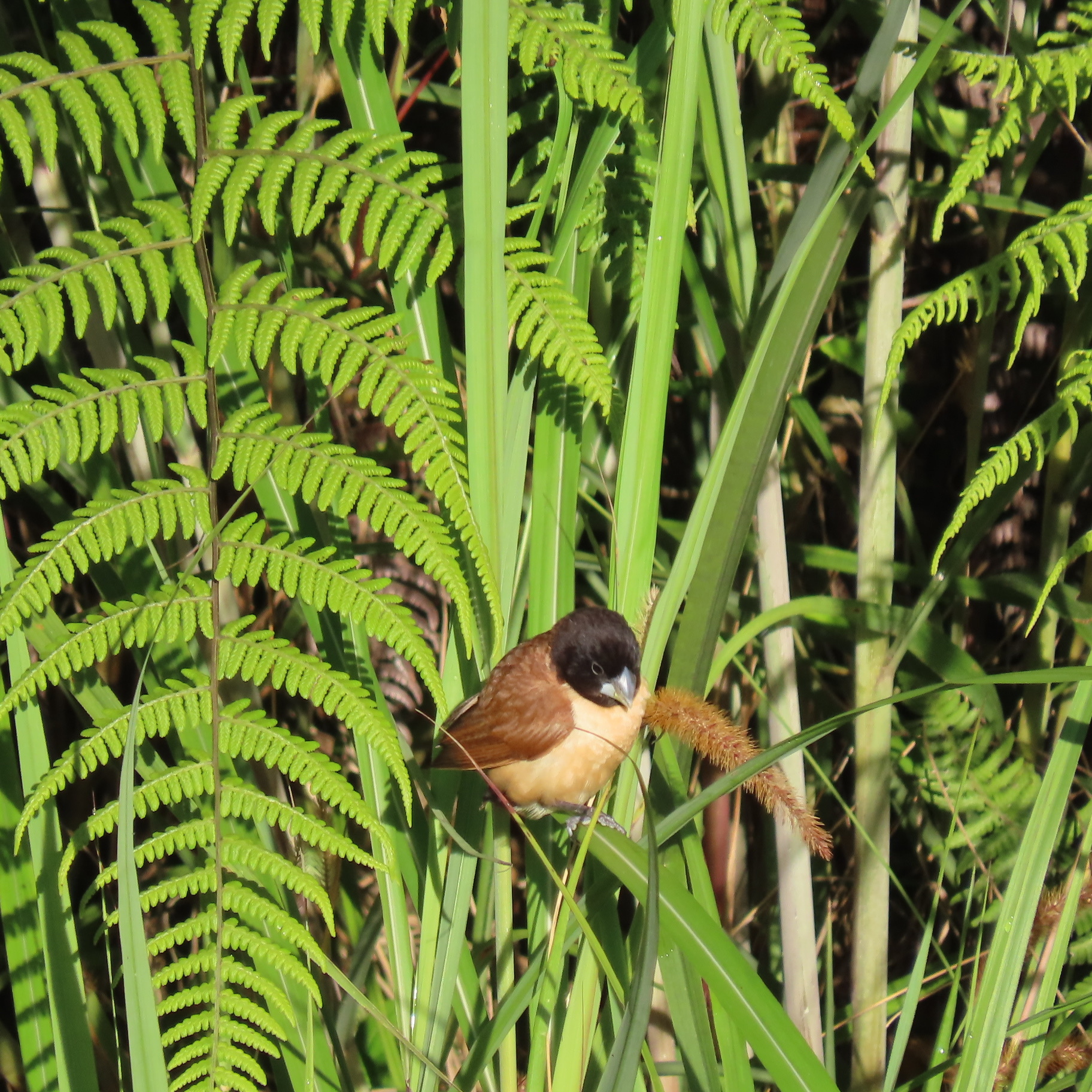 Hooded Mannikin (Lonchura spectabilis), photo 4