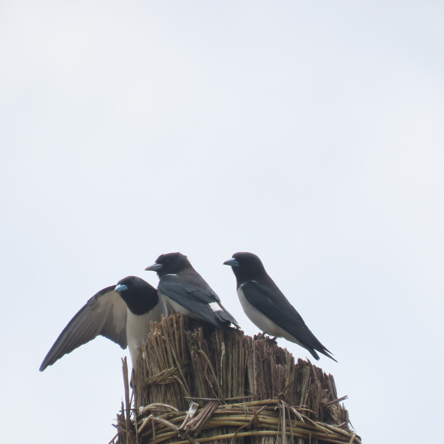 Great Woodswallow (Artamus maximus), photo 1