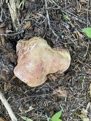 Boletus smithii