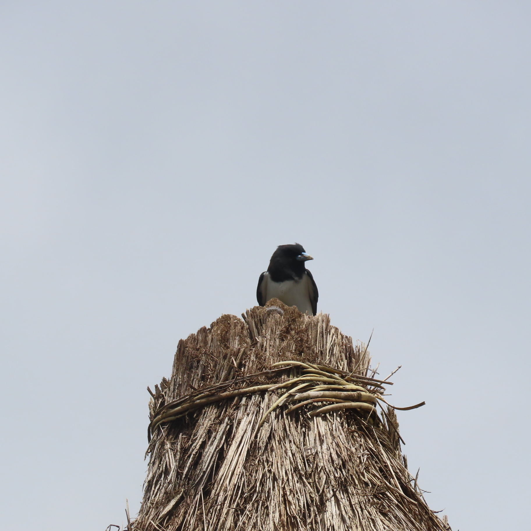 Great Woodswallow (Artamus maximus), photo 2