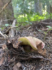Boletus smithii