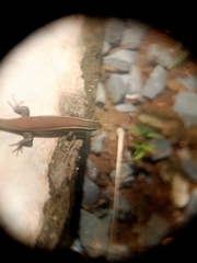 Eutropis carinata