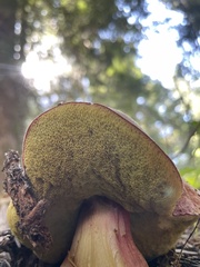 Boletus smithii