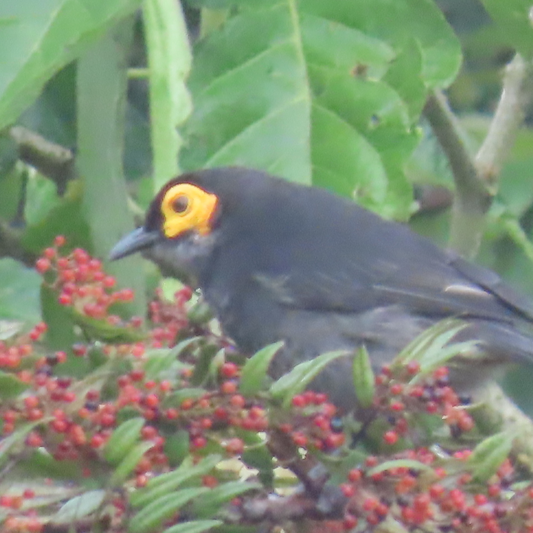Common Smoky Honeyeater (Melipotes fumigatus), photo 4