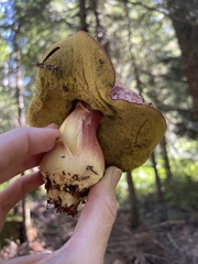 Boletus smithii