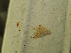 Paracorsia repandalis