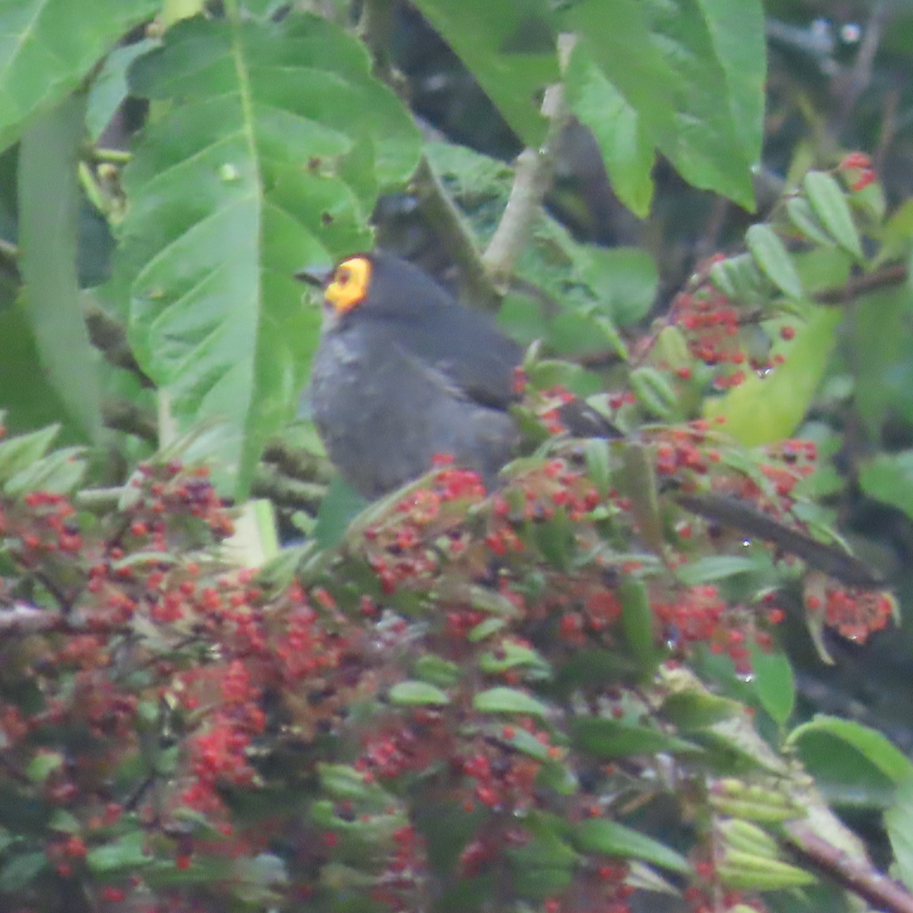Common Smoky Honeyeater (Melipotes fumigatus), photo 5
