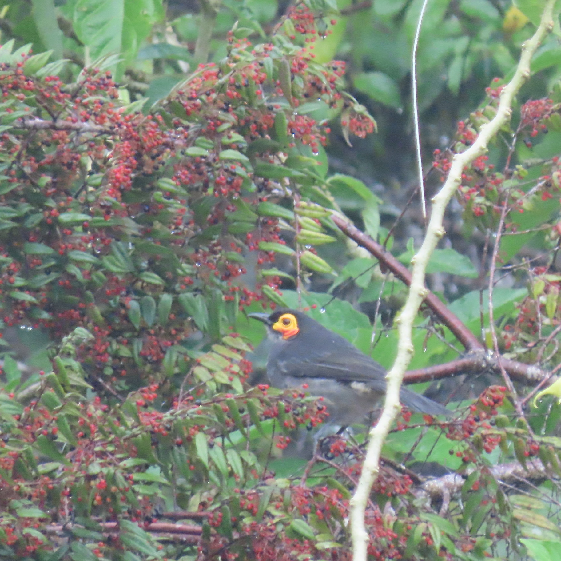 Common Smoky Honeyeater (Melipotes fumigatus), photo 6