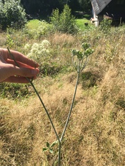 Heracleum sphondylium