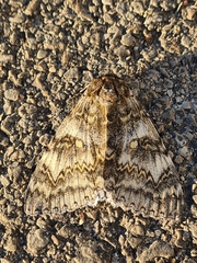 Catocala fraxini