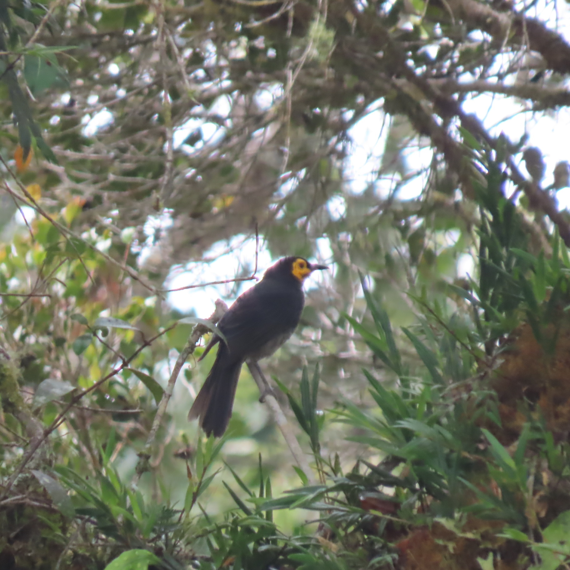 Common Smoky Honeyeater (Melipotes fumigatus), photo 7