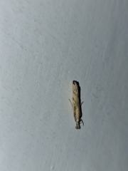 Agriphila inquinatella