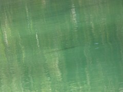 Micropterus salmoides