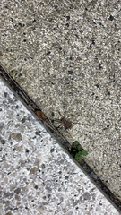 Odiellus spinosus